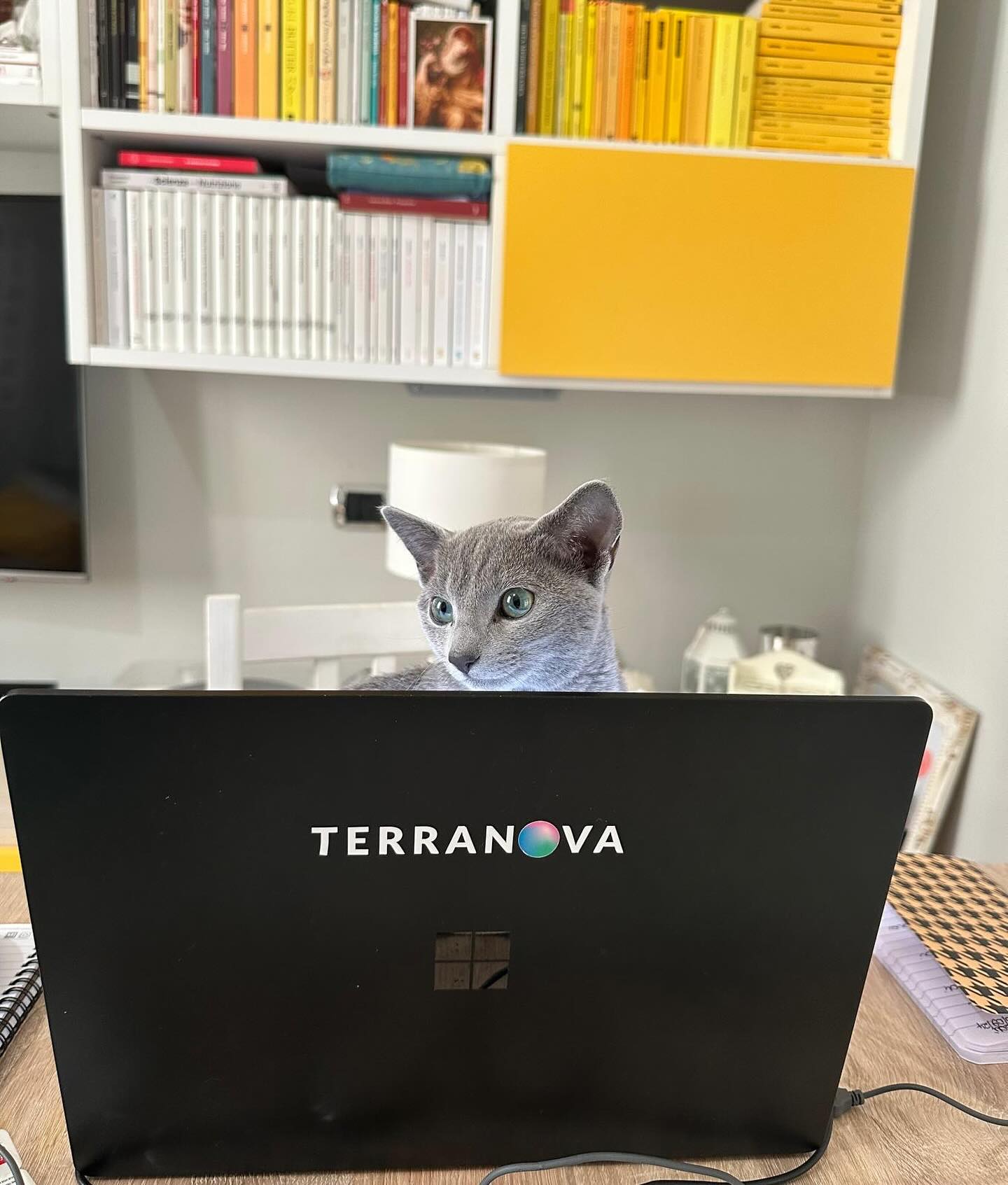 terranova-instagram-feed-172